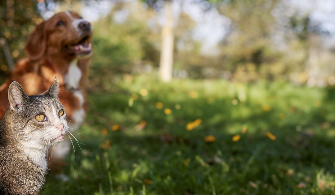 Il ruolo dei probiotici nell’insufficienza renale in cani e gatti