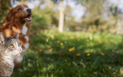 Il ruolo dei probiotici nell’insufficienza renale in cani e gatti